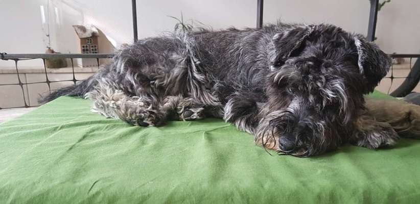 Zwergschnauzer gesucht-Beitrag-Bild