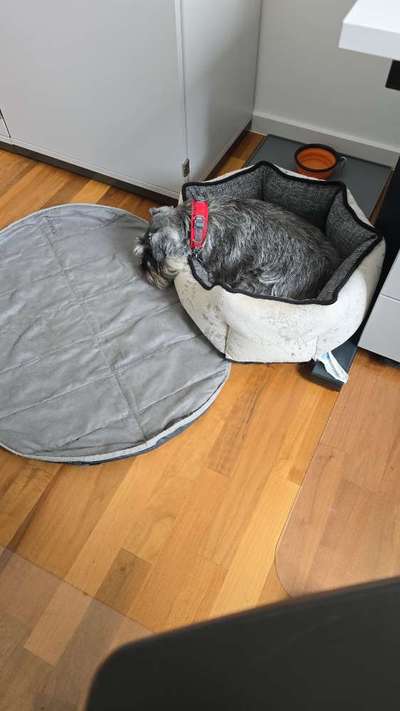 🐶 Sind Bürohunde jetzt VERBOTEN?! 😱-Beitrag-Bild