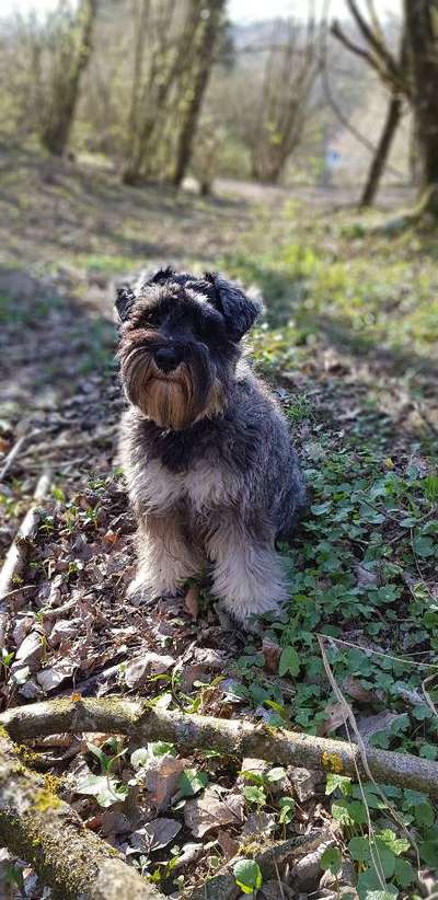 Zwergschnauzer gesucht-Beitrag-Bild