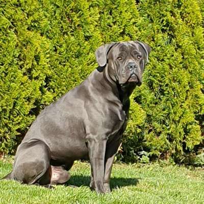 Hundetreffen-Spielen und Spazieren-Bild
