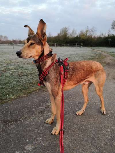 Podenco-Mix in NRW-Beitrag-Bild