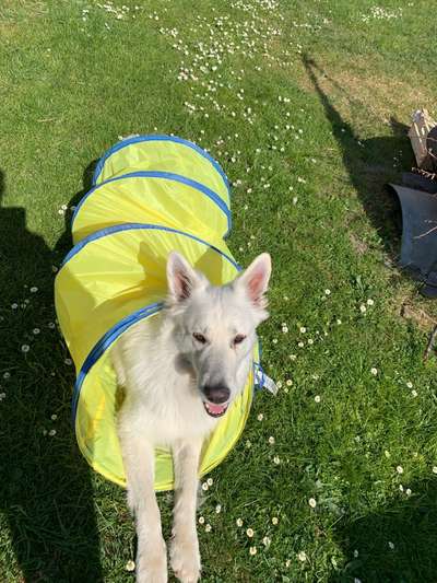 39. Collagen Challenge - Dein Hund auf einer Wiese-Beitrag-Bild