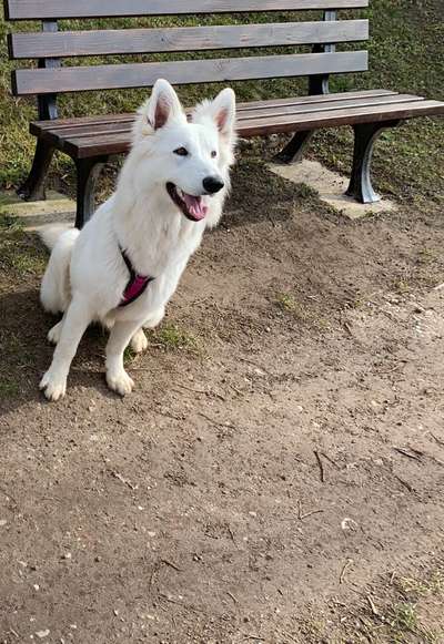 40.Collagen Challenge - Hundefreunde-Beitrag-Bild