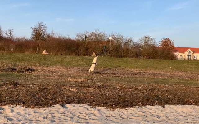 17. Collage Challenge / Springende Fellnasen-Beitrag-Bild