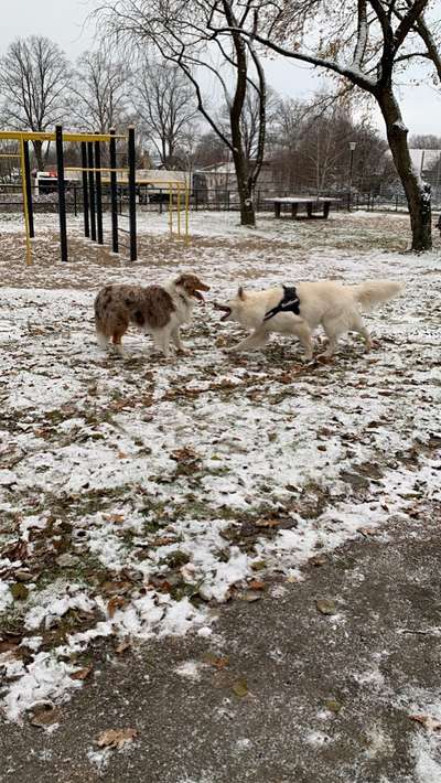 24. Collage-Challenge  *Hund im Schnee*-Beitrag-Bild