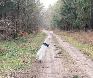 17. Collage Challenge / Springende Fellnasen-Beitrag-Bild