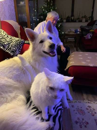 28. Collagen Challenge - andere Tiere-Beitrag-Bild