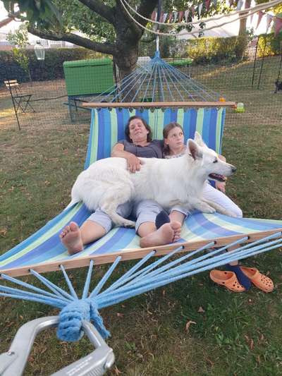 Zeigt her; eure "zu gross geratenen Schosshunde"-Beitrag-Bild