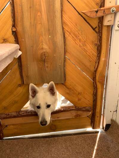 Dogorama Photo Challenge - Durchblick-Beitrag-Bild