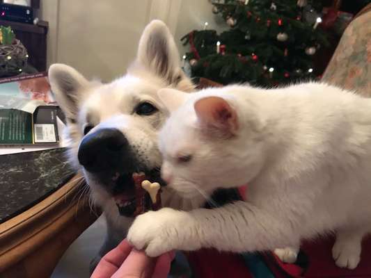 Dogorama Photo Challenge - Weihnachtsbaum-Beitrag-Bild