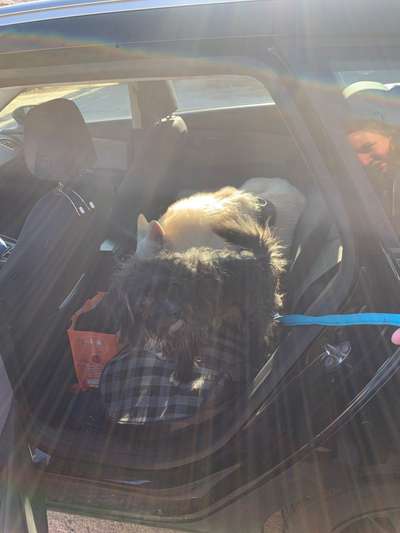 2.Kurzgeschichten Challenge Thema: Autofahren-Beitrag-Bild