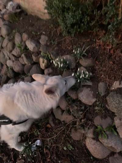 27. Collagen Challenge - Dein Hund mit Blume(n)-Beitrag-Bild