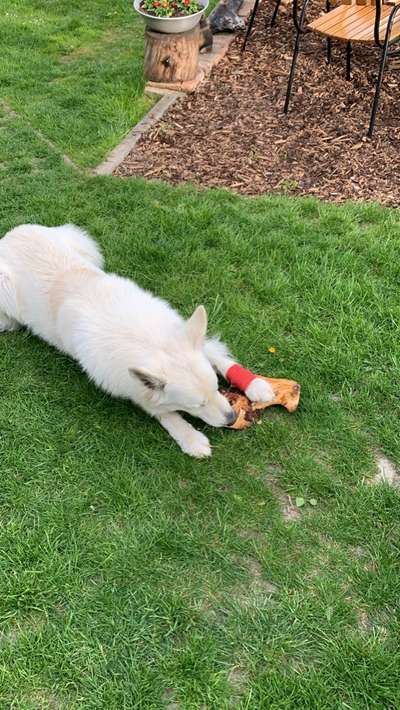 39. Collagen Challenge - Dein Hund auf einer Wiese-Beitrag-Bild