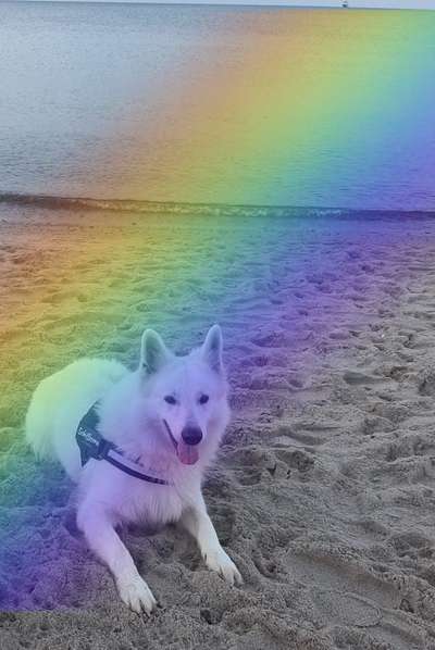 Unsere Fellnasen im Regenbogenland-Beitrag-Bild