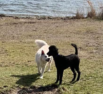 43. Collage Challenge - Schattenspiele-Beitrag-Bild