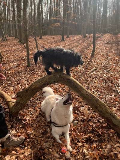 Dogorama Photo Challenge - Fail/Outtakes-Beitrag-Bild