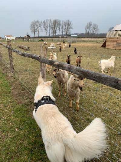 28. Collagen Challenge - andere Tiere-Beitrag-Bild