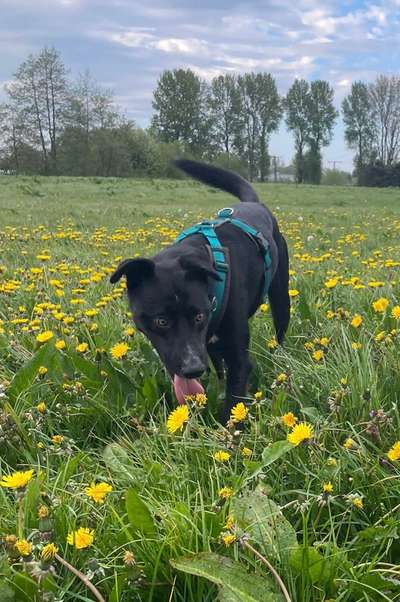 40.Collagen Challenge - Hundefreunde-Beitrag-Bild