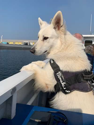 Hundebilder-Beitrag-Bild