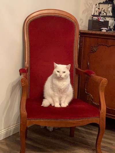 Hundebilder-Beitrag-Bild