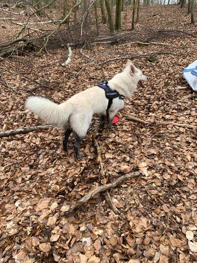 Weißer Schweizer Schäferhund-Beitrag-Bild