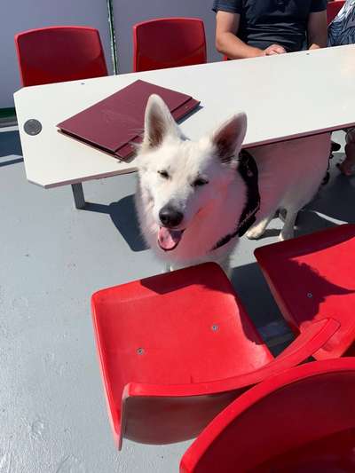 31. Handy - Fotochallenge
Vierbeiner mit am Tisch-Beitrag-Bild