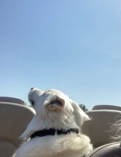 Foto Challenge Nr. 137 - Lass die Ohren fliegen-Beitrag-Bild