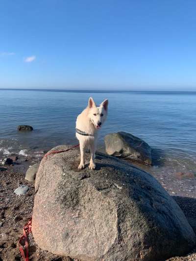 Handy Fotochallenge Nr. 52: Dein Hund mit blauem Himmel-Beitrag-Bild