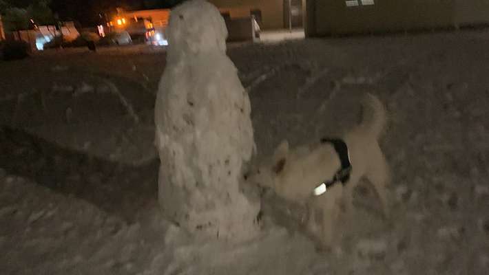 Foto Challenge Nr.: 114
Hunde im Schnee-Beitrag-Bild