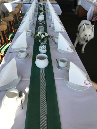 27. Collagen Challenge - Dein Hund mit Blume(n)-Beitrag-Bild