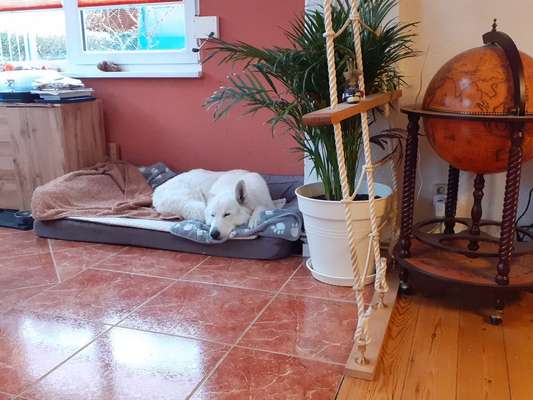 40.Collagen Challenge - Hundefreunde-Beitrag-Bild