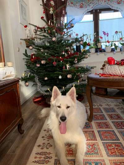 Dogorama Photo Challenge - Weihnachtsbaum-Beitrag-Bild