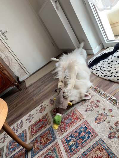 Dogorama Photo Challenge - Wälzen-Beitrag-Bild