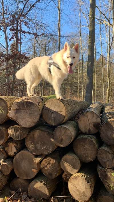 31. Collagen Challenge - Bänke/ Steine /Baumstümpfe-Beitrag-Bild