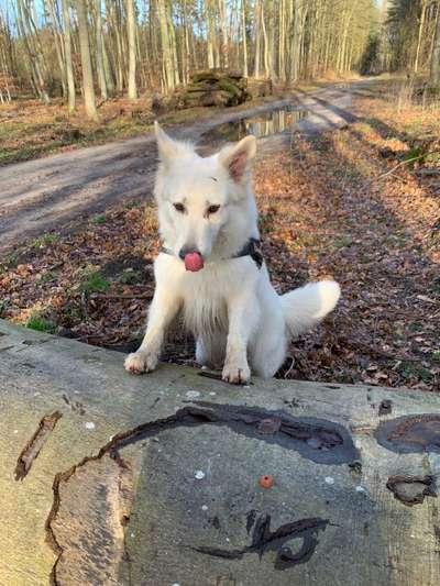 18. Collagen Challenge - Zunge raus!-Beitrag-Bild