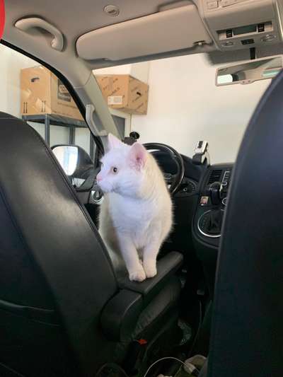 2.Kurzgeschichten Challenge Thema: Autofahren-Beitrag-Bild