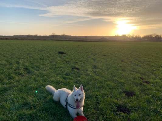 39. Collagen Challenge - Dein Hund auf einer Wiese-Beitrag-Bild