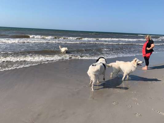 43. Collage Challenge - Schattenspiele-Beitrag-Bild