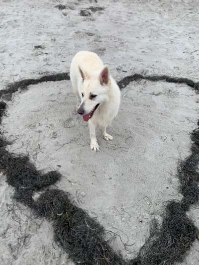 Dogorama Photo Challenge - Herzenshund-Beitrag-Bild