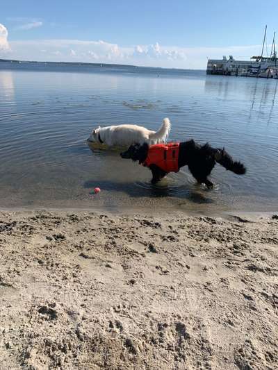 43. Collage Challenge - Schattenspiele-Beitrag-Bild