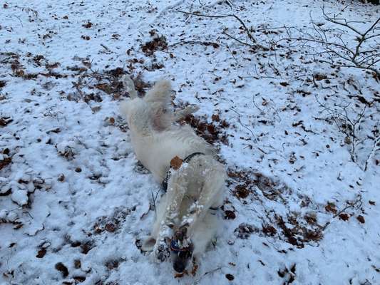 24. Collage-Challenge  *Hund im Schnee*-Beitrag-Bild