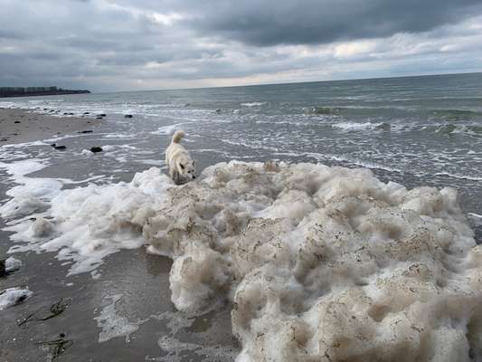 Dogorama Photo Challenge - Versteckspiel-Beitrag-Bild