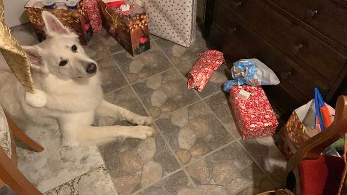Dogorama Photo Challenge - Bescherung-Beitrag-Bild