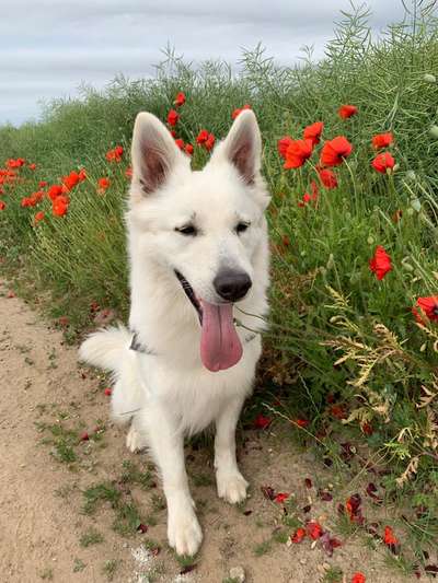 38. Collagen Challenge - "Waschlappen"-Beitrag-Bild