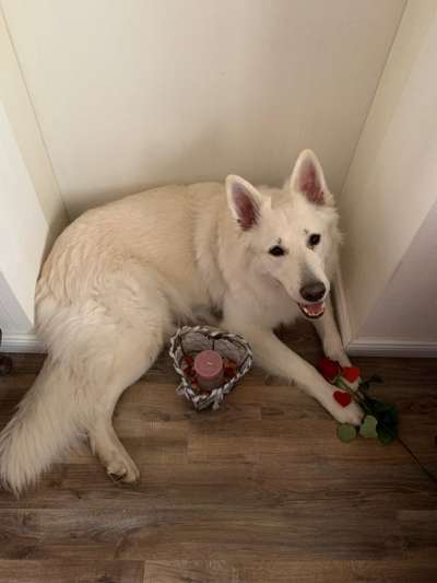 Valentins Wuffis-Beitrag-Bild