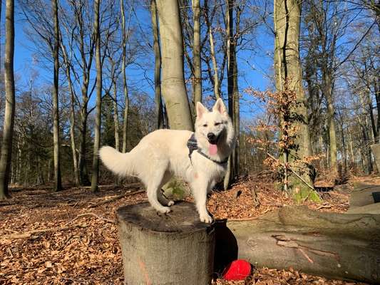 Handy Foto Challenge Nr. 49: Mein Freund der Baum-Beitrag-Bild