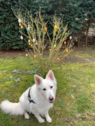 Dogorama Photo Challenge - Ostereiersuche-Beitrag-Bild