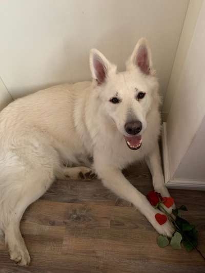 27. Collagen Challenge - Dein Hund mit Blume(n)-Beitrag-Bild