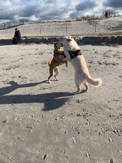 Der Wolf in eurem Hund-Beitrag-Bild