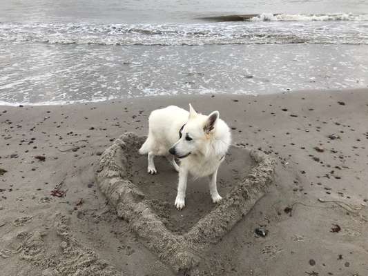 Dogorama Photo Challenge - Herzenshund-Beitrag-Bild